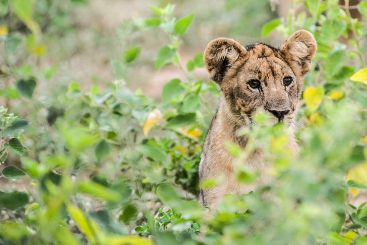 Marataba Safari Lodge Hartbeestfontein Dış mekan fotoğraf